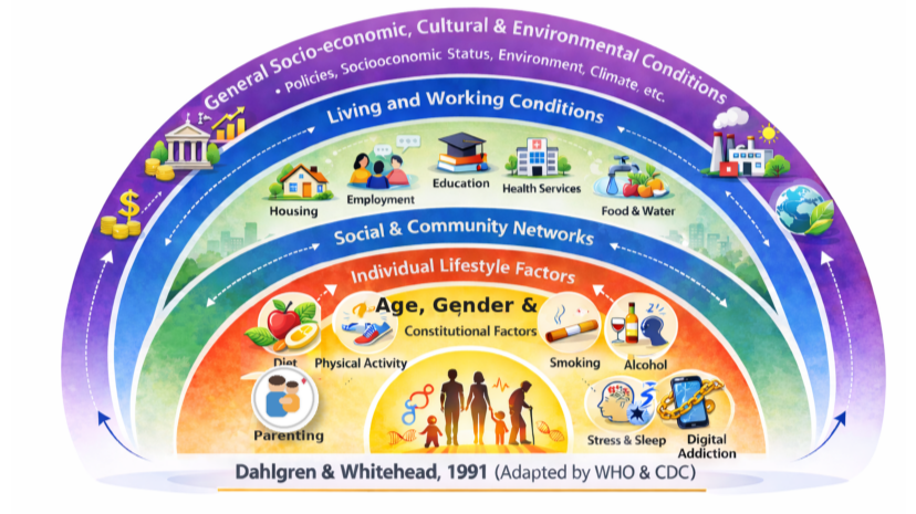 Dahlgren & Whitehead model - Social determinants of health